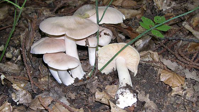 nam_doc_entoloma_sinuatum