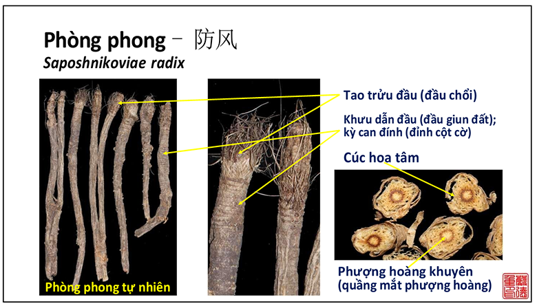 vi_thuoc_phong_phong