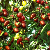 Táo đỏ Tân Cương vào mùa bội thu