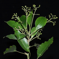 Nhận diện và phân biệt cây thuốc