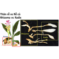 Nhận diện dược liệu và vị thuốc